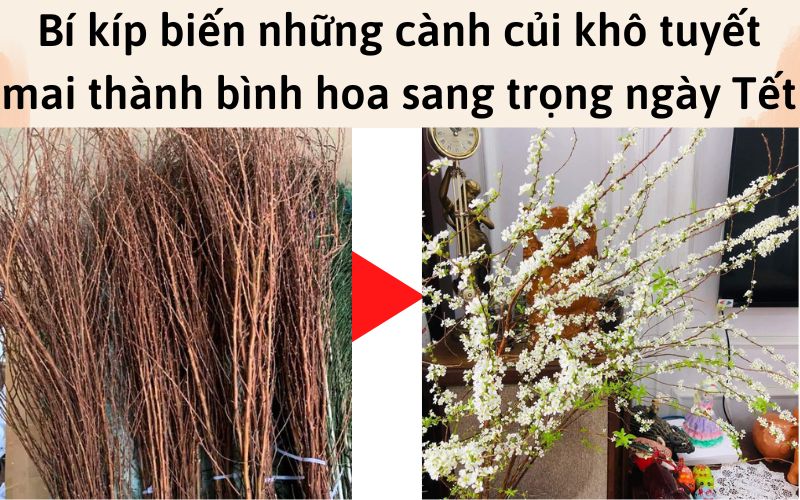 Bí kíp biến những cành củi khô tuyết mai thành bình hoa sang trọng ngày Tết