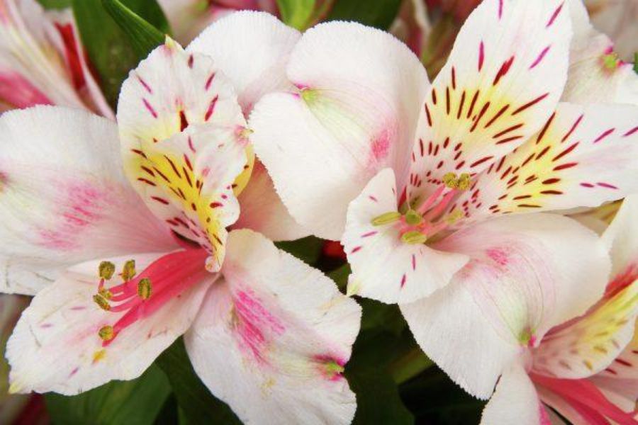 Tượng trưng cho một tình yêu trong sáng, cảm xúc đơn thuần của con người