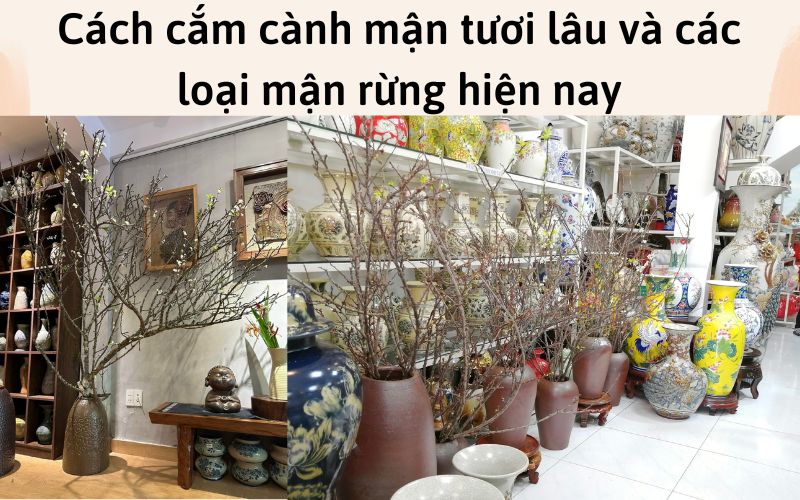 Cách cắm cành mận tươi lâu và các loại mận rừng hiện nay