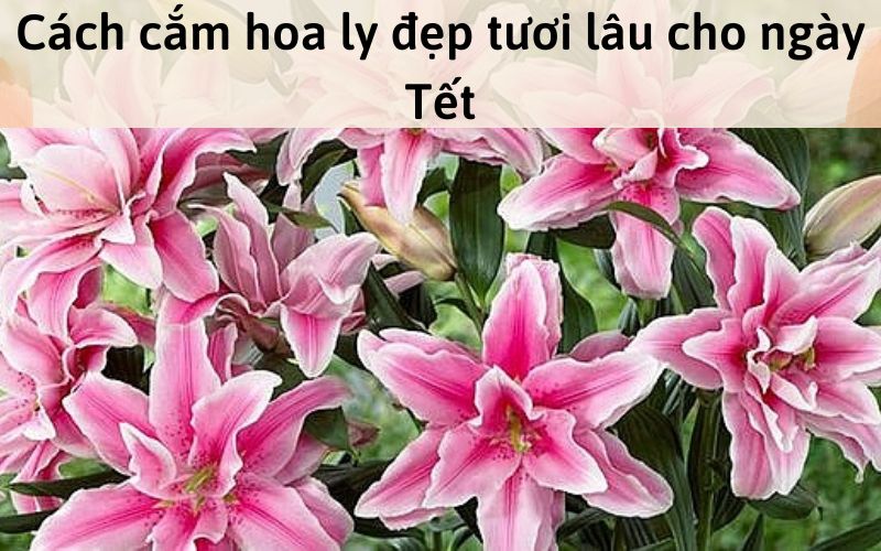 Cách cắm hoa ly đẹp tươi lâu cho ngày Tết
