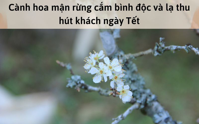 Cành hoa mận rừng cắm bình độc và lạ thu hút khách ngày Tết
