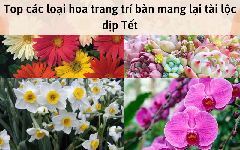 Top các loại hoa trang trí bàn mang lại tài lộc dịp Tết